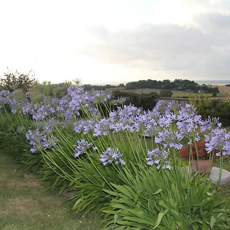 Les Agapanthes